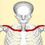 حزام الترقوة والكتف