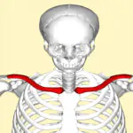 حزام علاج عظمة الترقوة